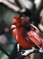 Cardinal 2