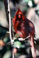 Cardinal 3