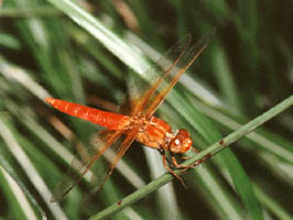 Dragonfly 1