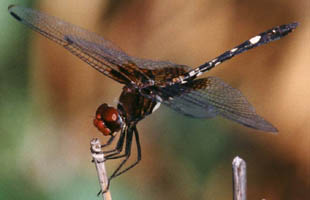 dragonfly 2