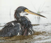 Heron Sitz Bath