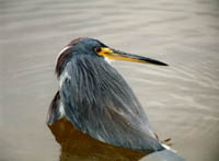 More Heron Bath