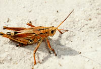 Monster Grasshopper