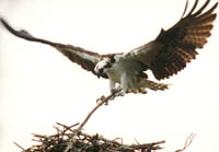 Osprey 1