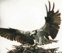 Osprey 2