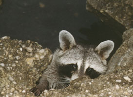 Racoon 1