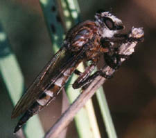 Robber Fly 1