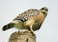 Red Shouldered Hawk 1