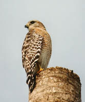 Red Shouldered Hawk 2