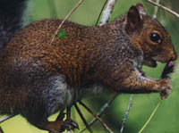 Squirrel 1