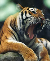 Caged Tiger2