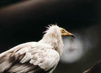 White Vulture