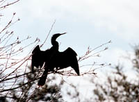 Anhinga