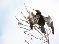 Anhinga