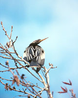 Anhinga