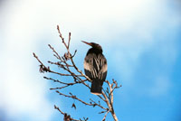 Anhinga