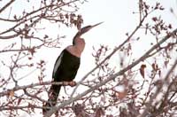 Anhinga