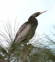 Anhinga